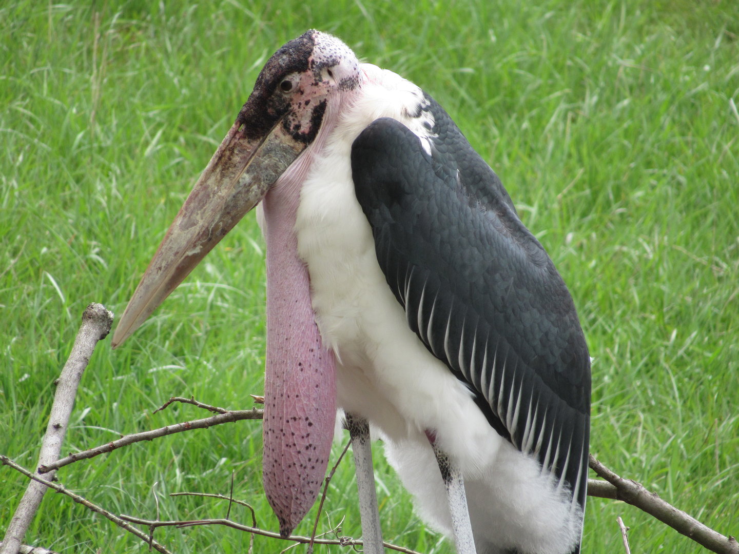 Marabou Stork - 5/7/23