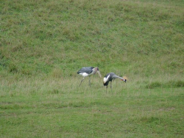 Marabou Stork and African Crowned Crane