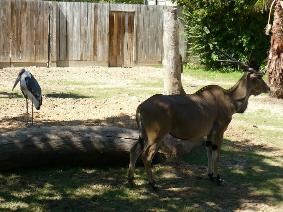Marabou stork and giant eland
