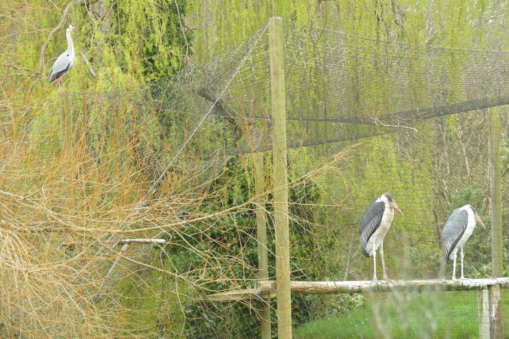Marabou Stork and Grey Heron, March 2022