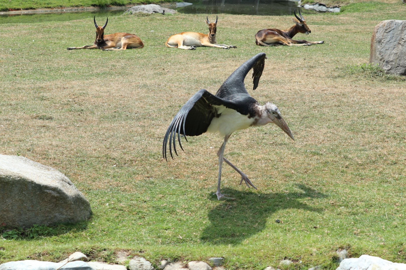 Marabou Stork and Nile Lechwes