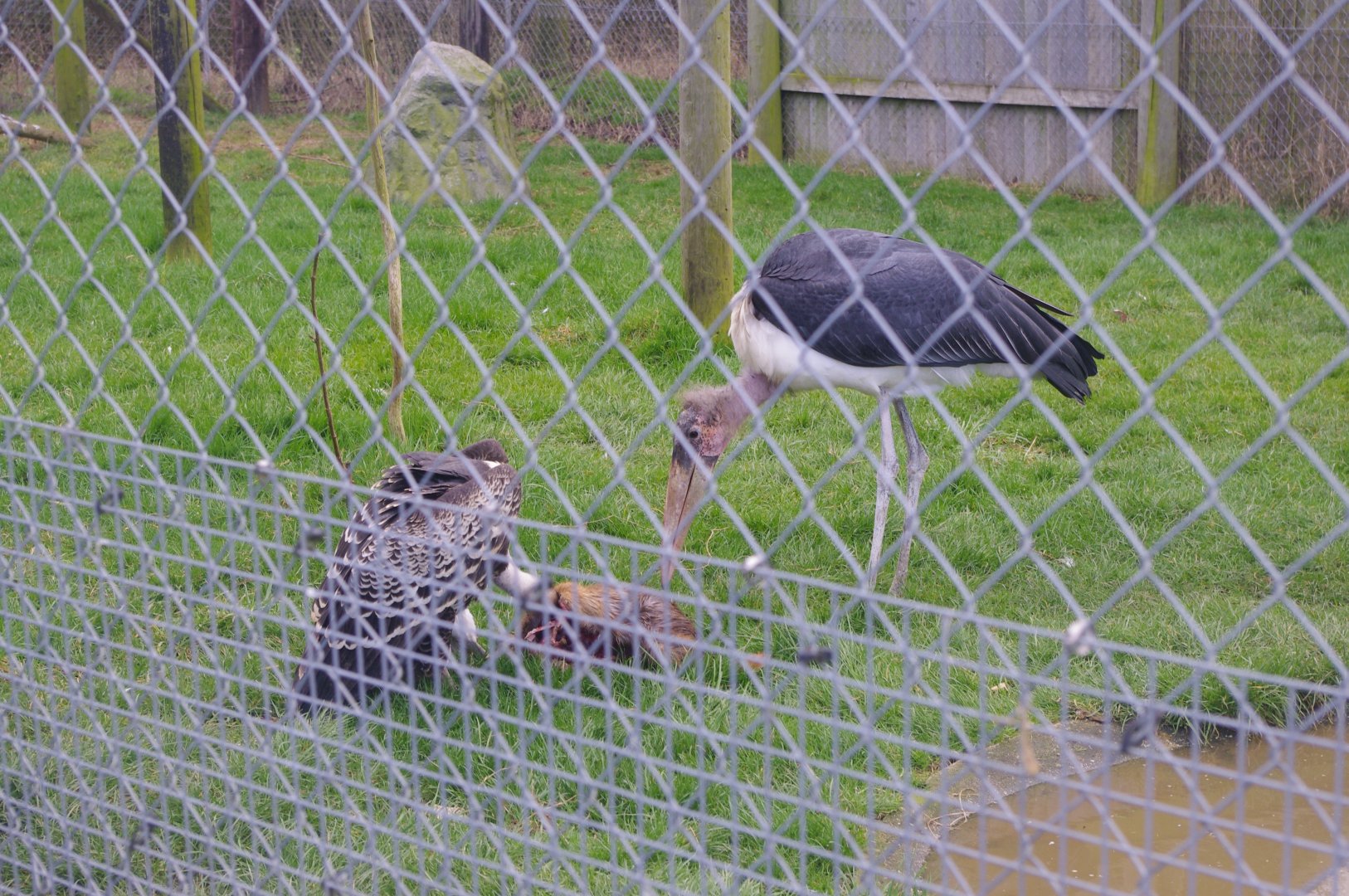 Marabou Stork and Ruppel's Griffon Vulture- Hamerton Zoo Park 6/3/2022