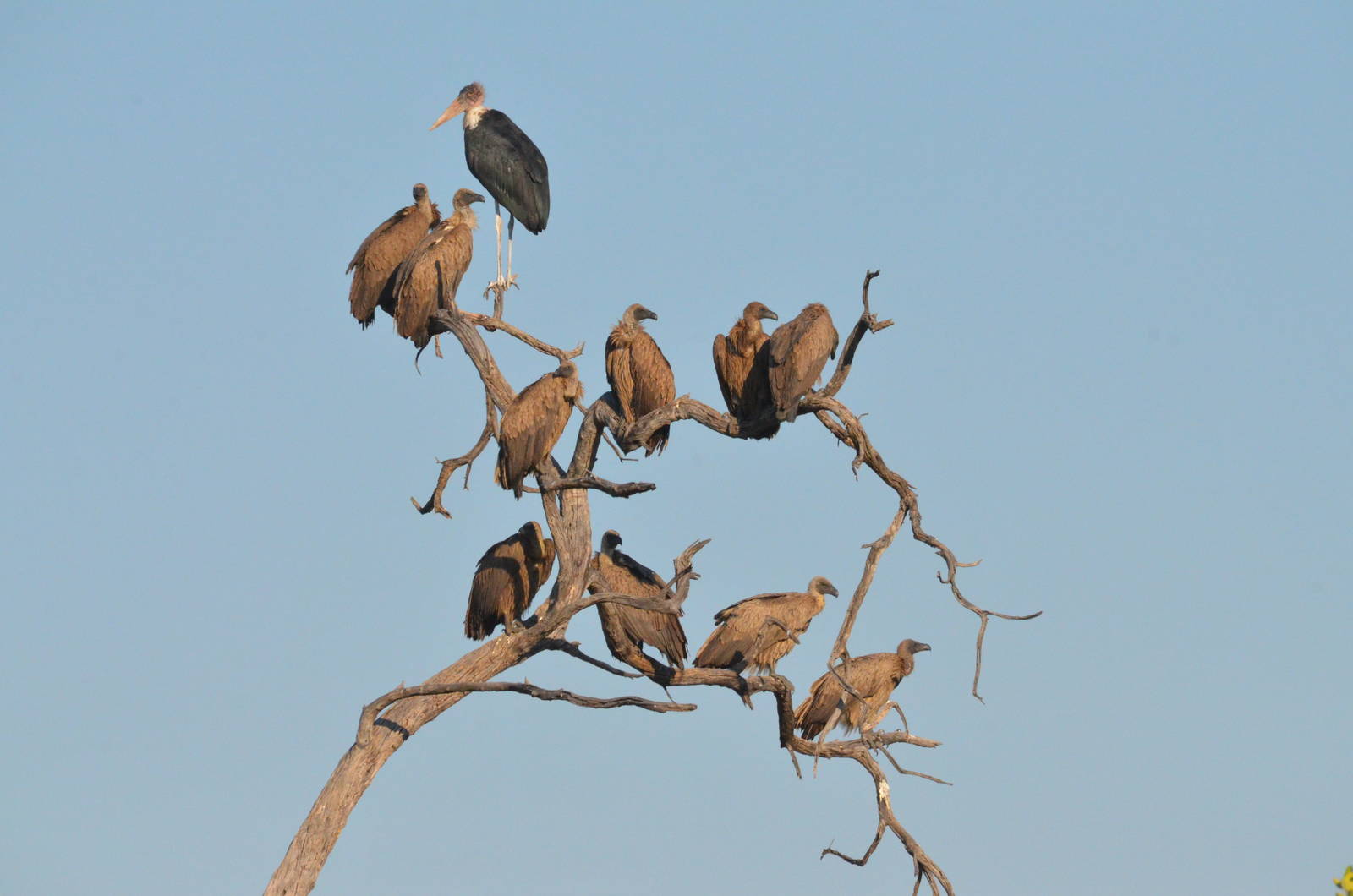 Marabou Stork and White-backed Vultures, Khwai Community Area, Botswana, 26