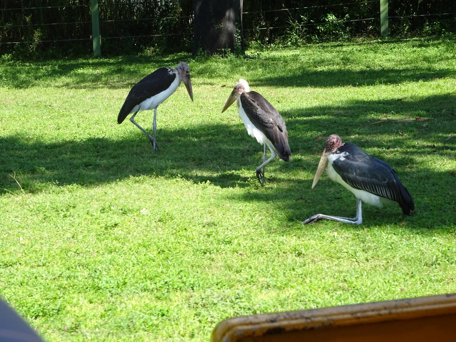 Marabou Stork at Busch Gardens Tampa