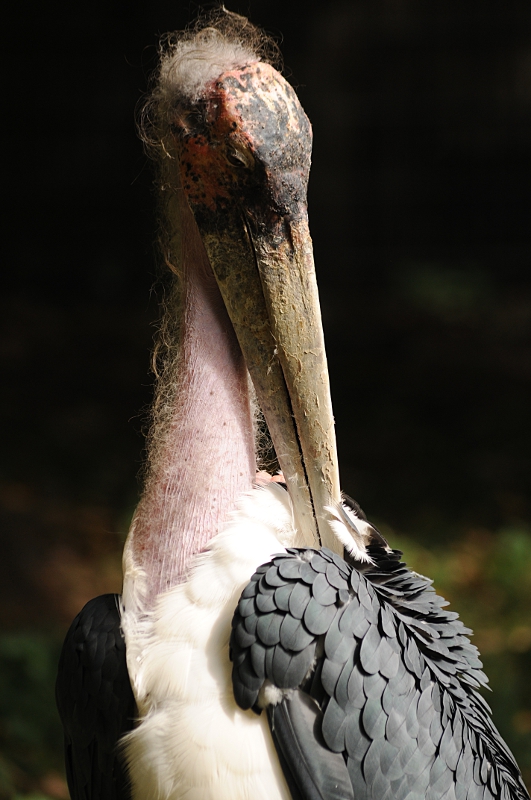 Marabou stork at Cologne