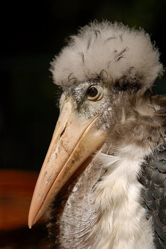 Marabou Stork at Cottbus