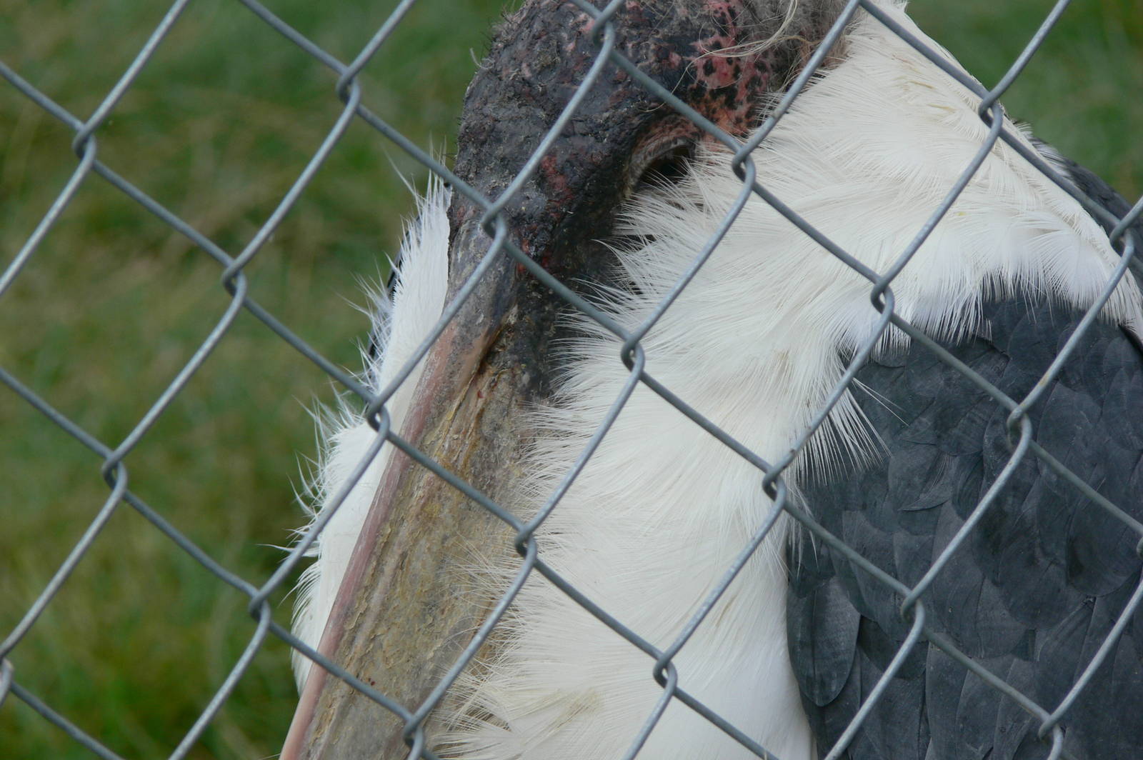 Marabou Stork at Hamerton Zoo, 23/08/14