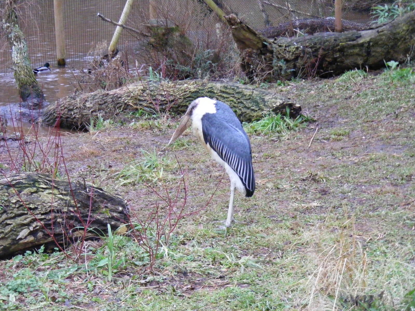 Marabou stork at Paignton Zoo, 31 December 2010