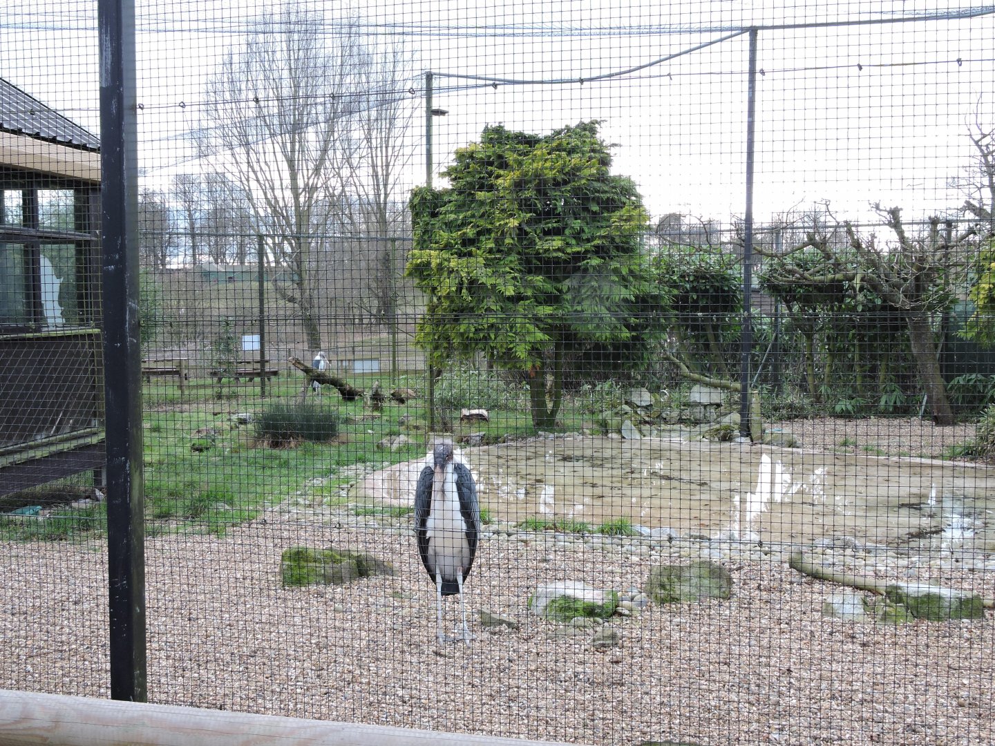 Marabou Stork Aviary