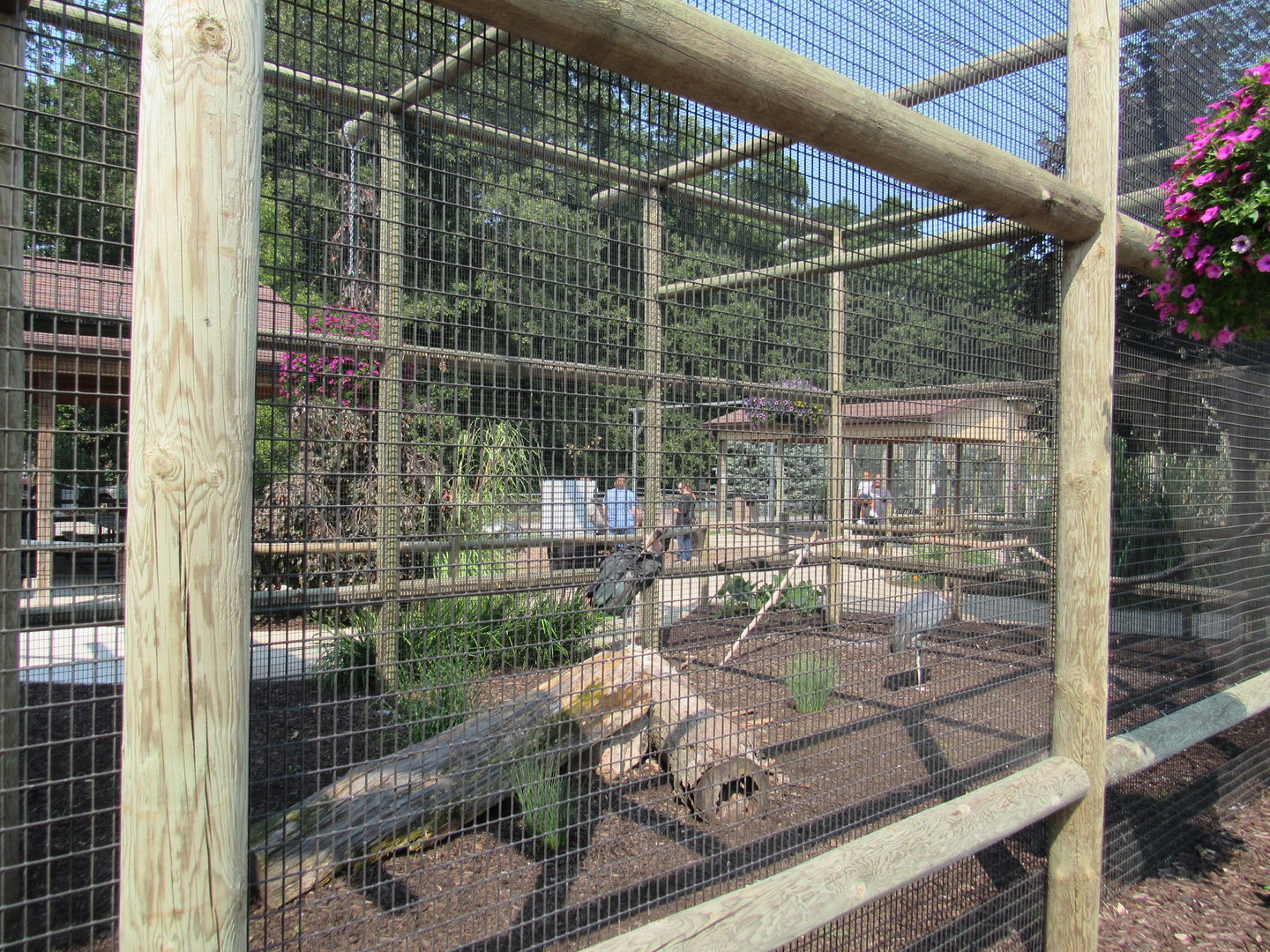 Marabou Stork Aviary