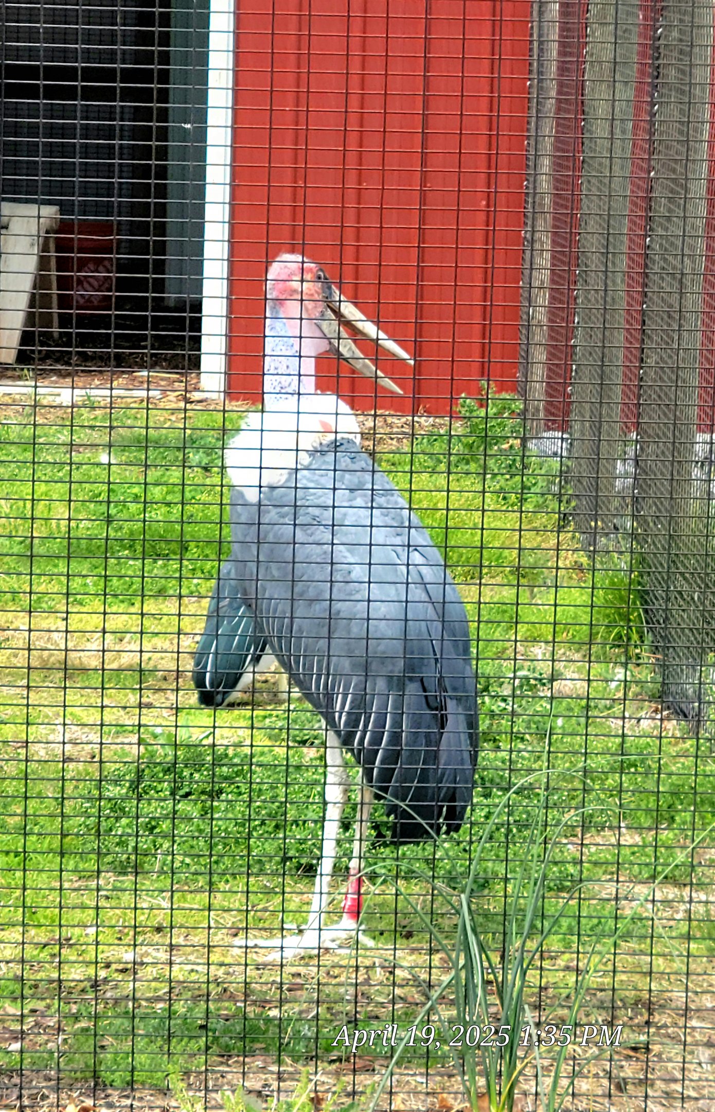 Marabou Stork-Bright's Zoo