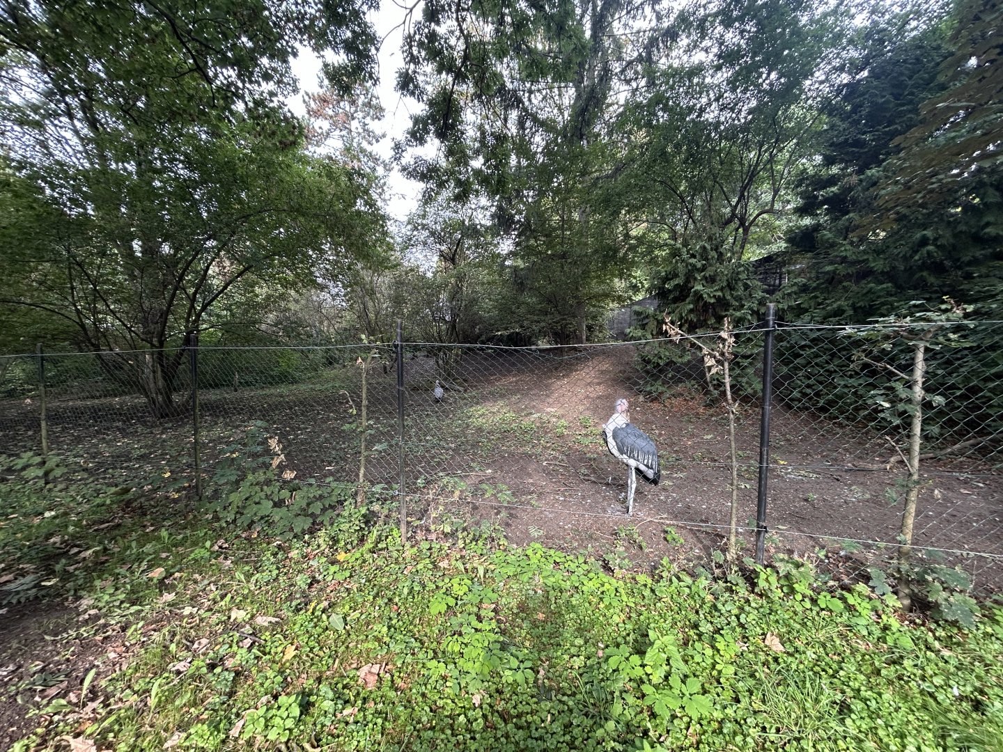 Marabou Stork & Cape Barren Goose Exhibit
