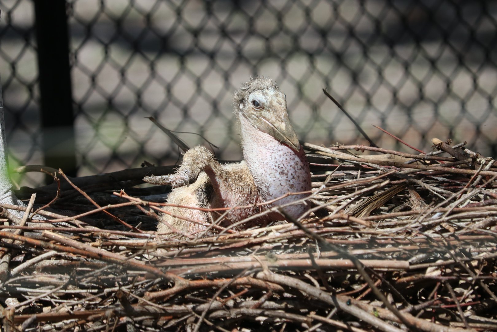 Marabou Stork Chick (Leptoptilos crumenifer)