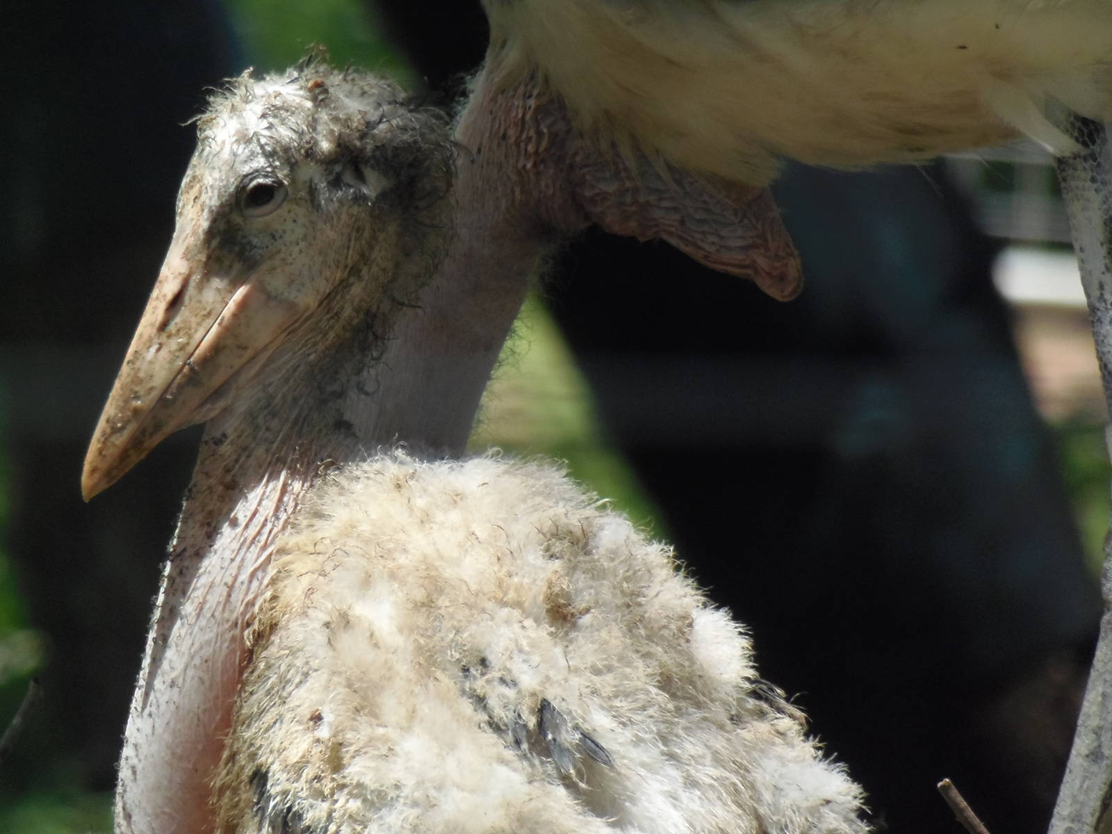 Marabou Stork Chick