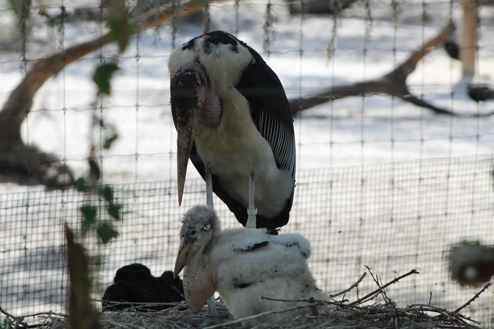 Marabou Stork Chick