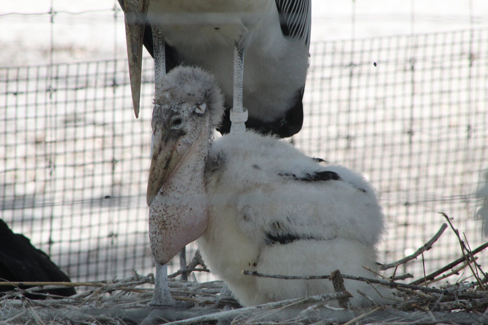 Marabou Stork Chick