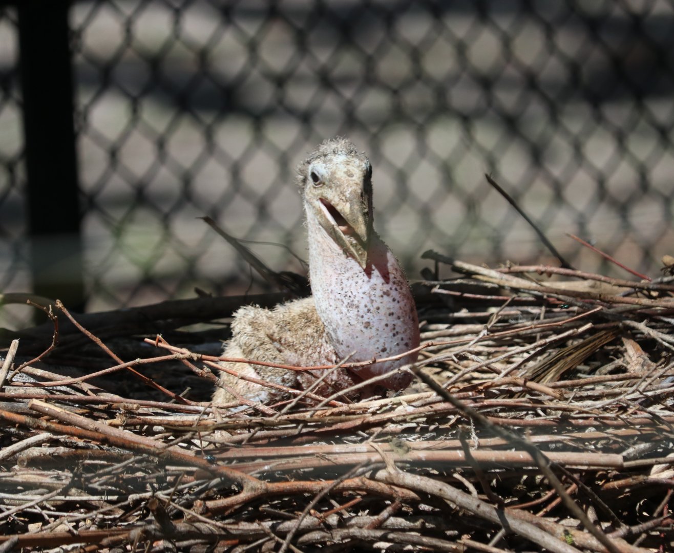 Marabou Stork Chick