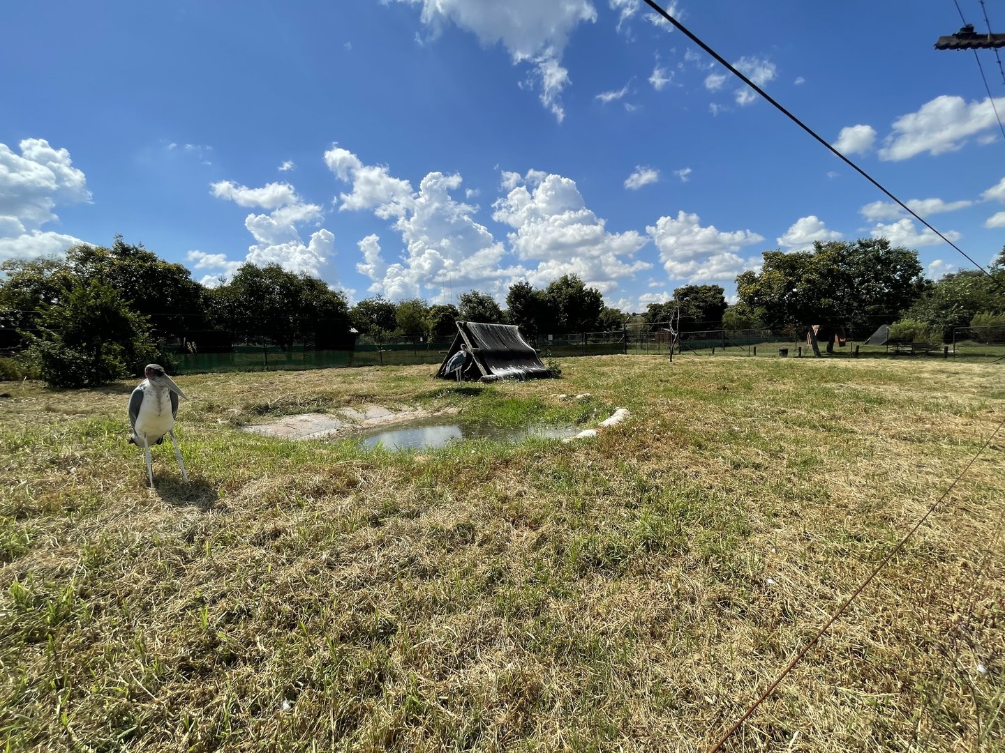 Marabou Stork Enclosure (Leptoptilos crumenifer)