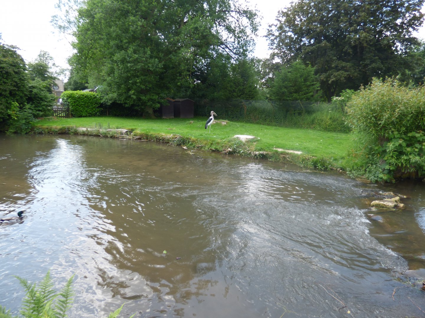 Marabou Stork Enclosure