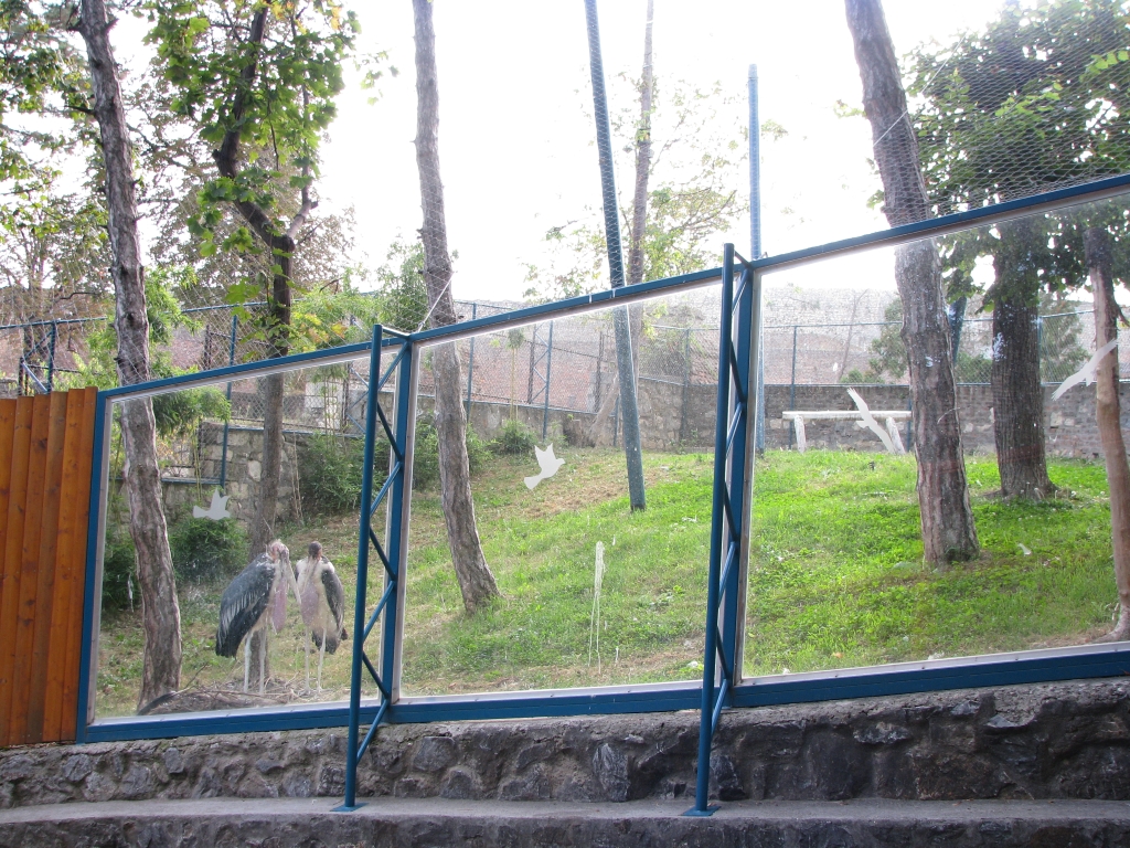 Marabou stork enclosure