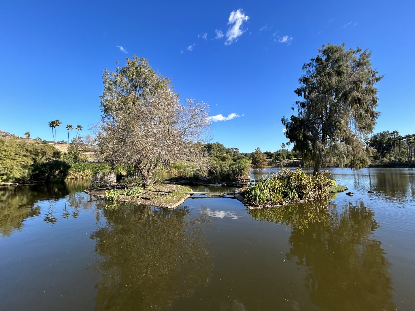 Marabou Stork Exhibit - African Loop