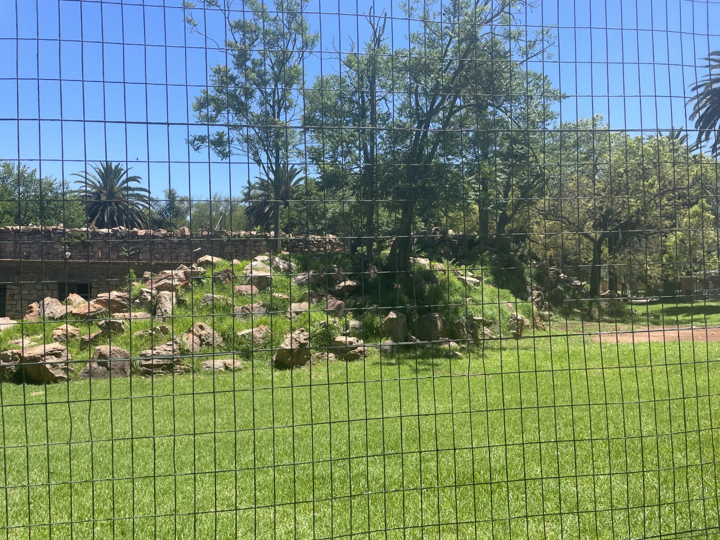 Marabou Stork Exhibit (Leptoptilos crumenifer) formerly Barbary Sheep (Ammotragus lervia)
