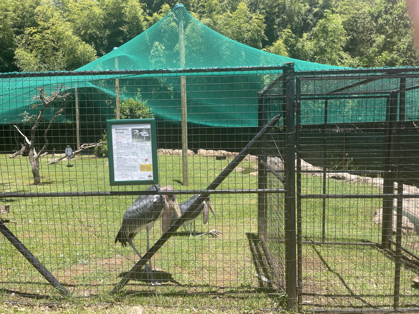 Marabou Stork Exhibit (Leptoptilos crumenifer)