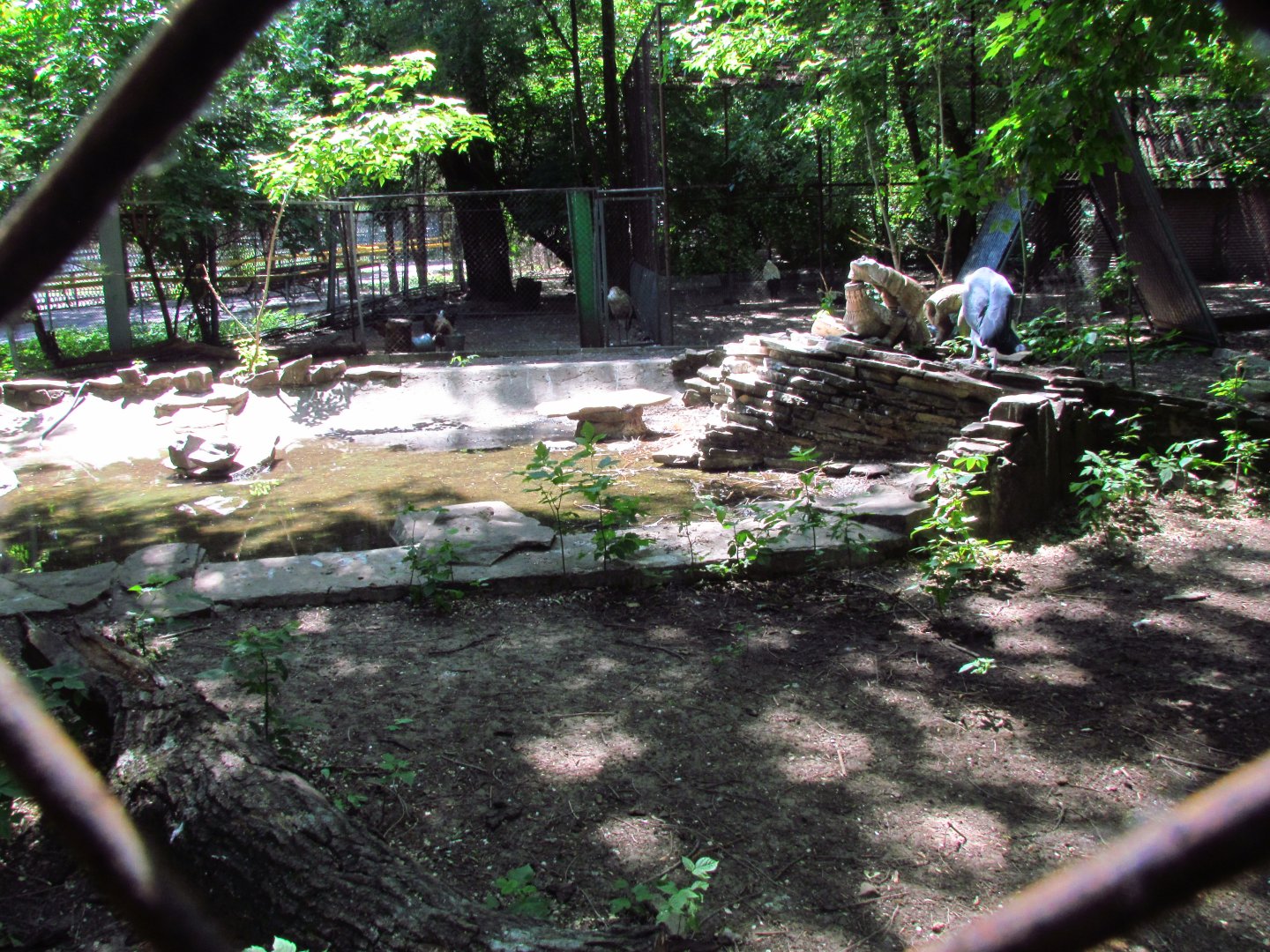 Marabou stork exhibit