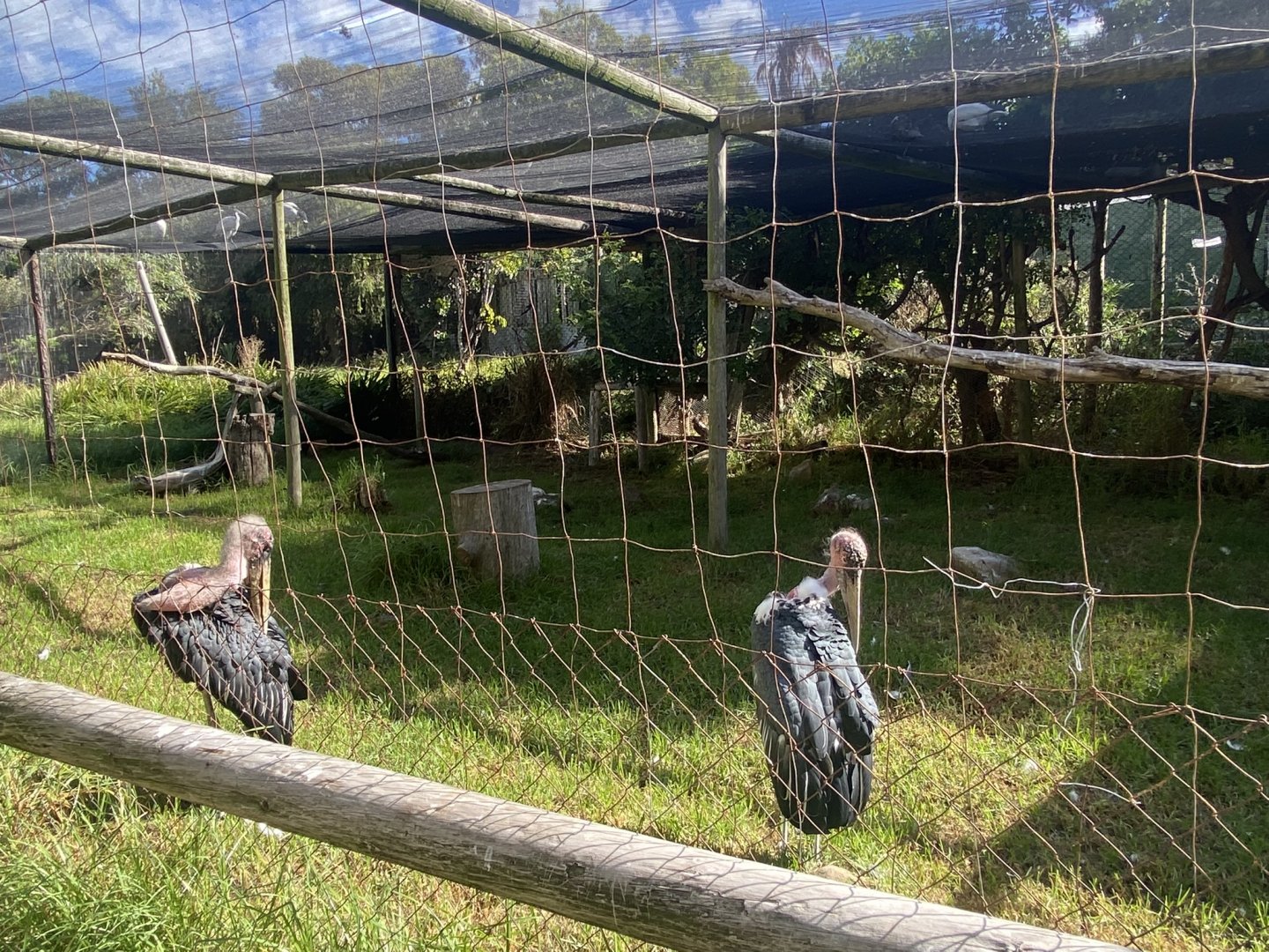 Marabou Stork Exhibit