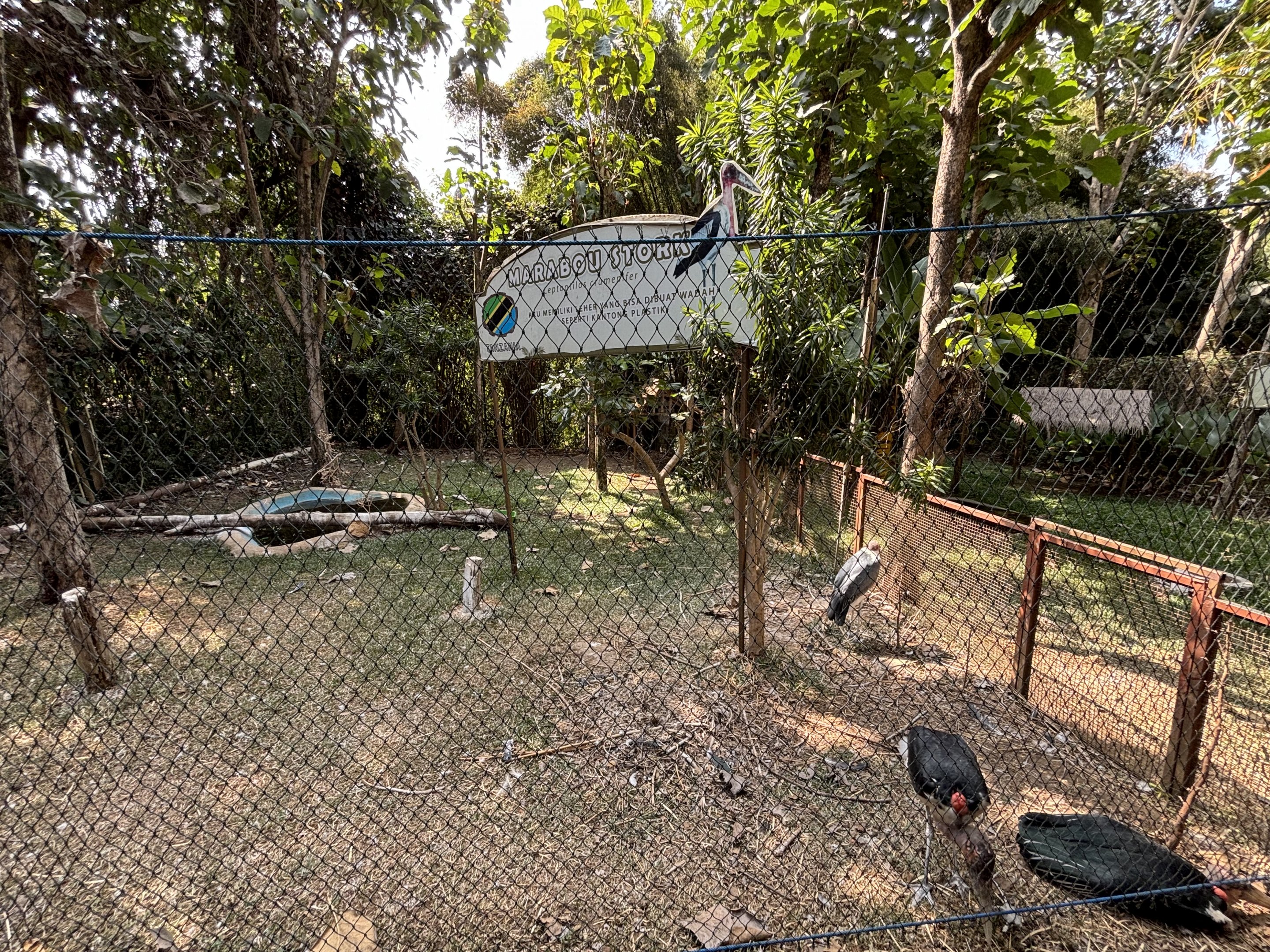 Marabou Stork Exhibit