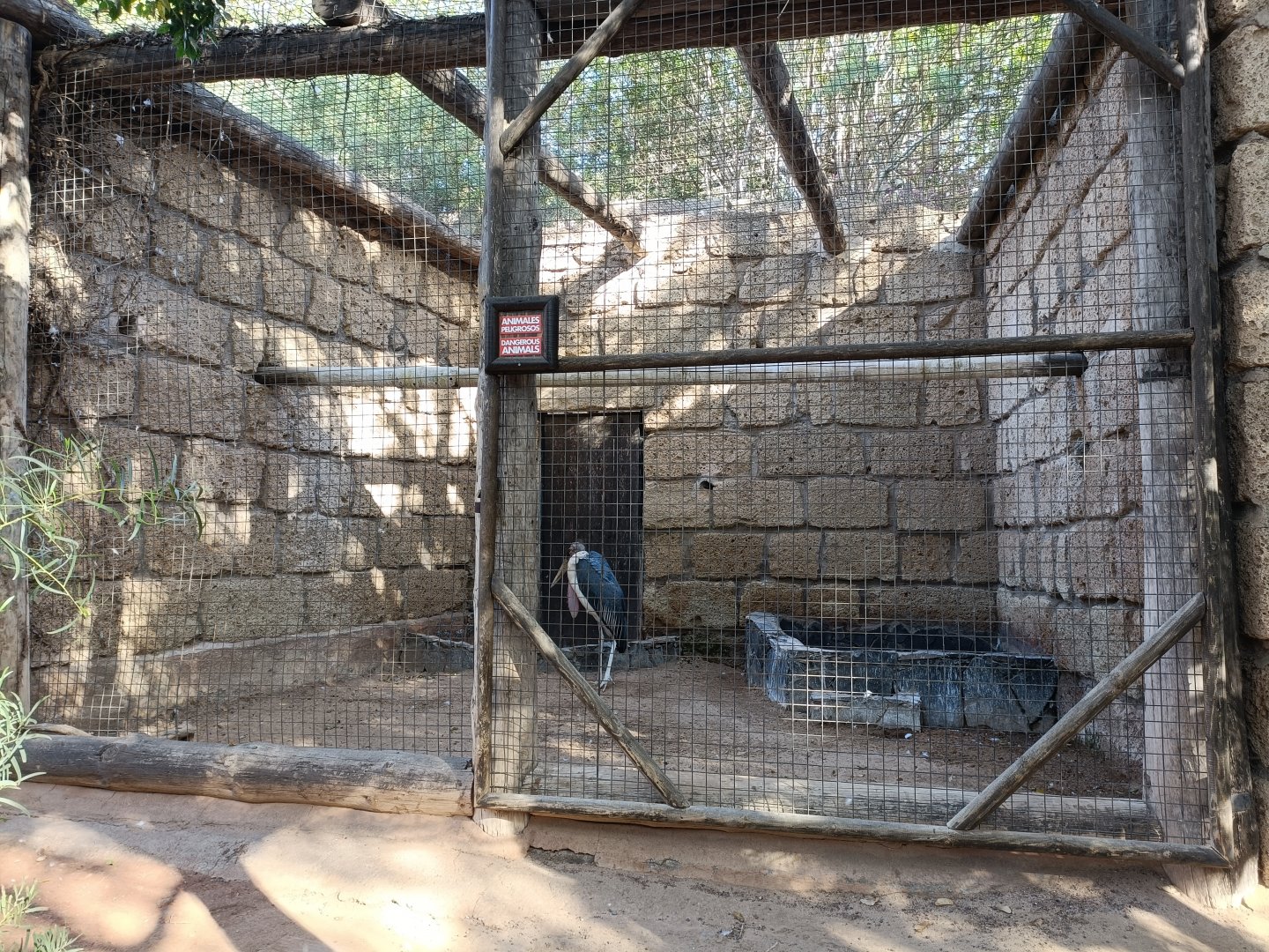 Marabou stork exhibit