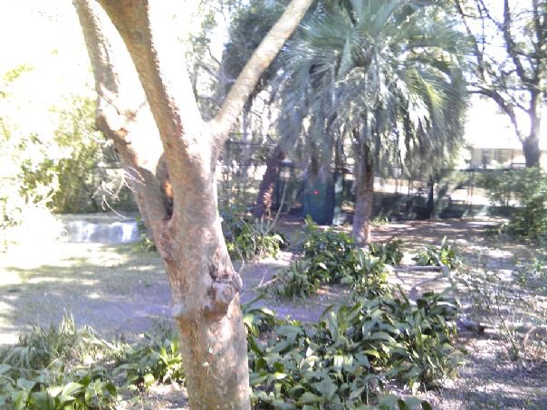 Marabou Stork exhibit