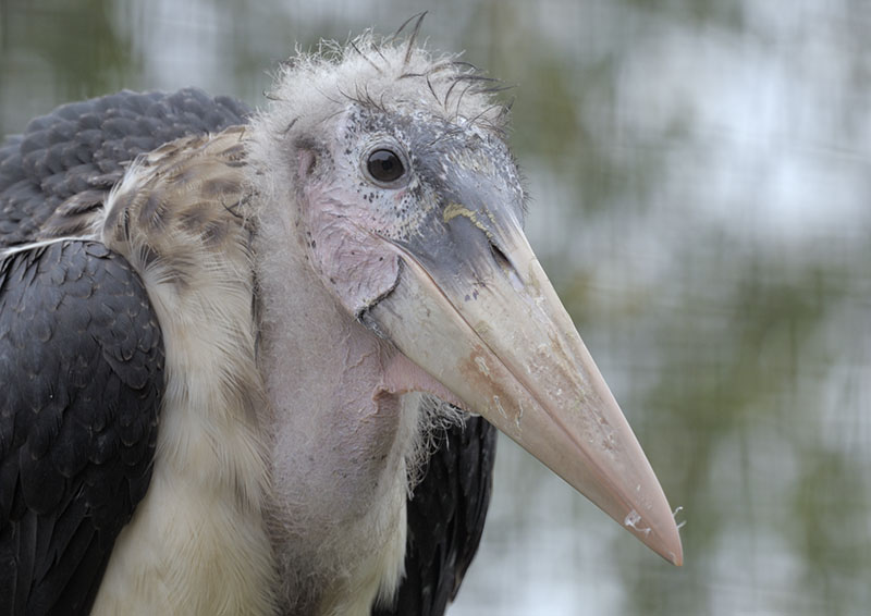 Marabou stork fledgling