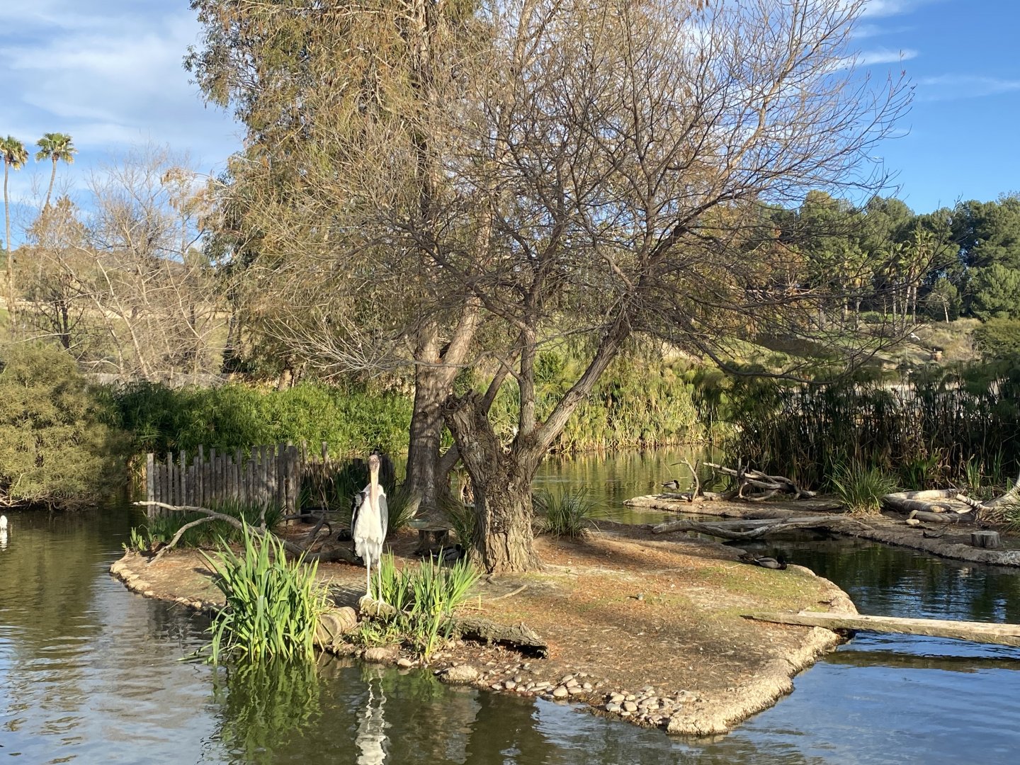 Marabou Stork Habitat - African Loop