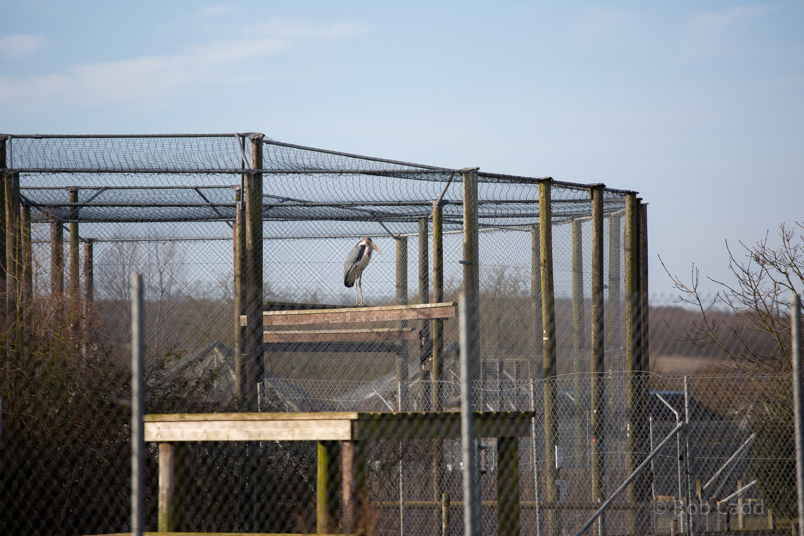 Marabou stork : Hamerton : 08 Feb 2015