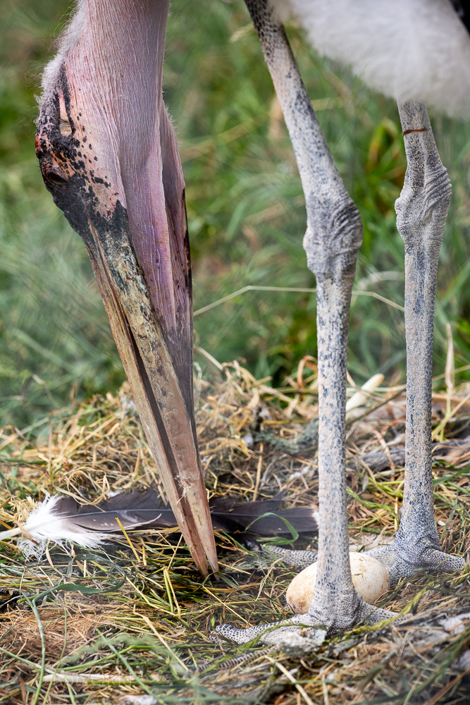 Marabou stork : Hamerton : 14 Jul 2019