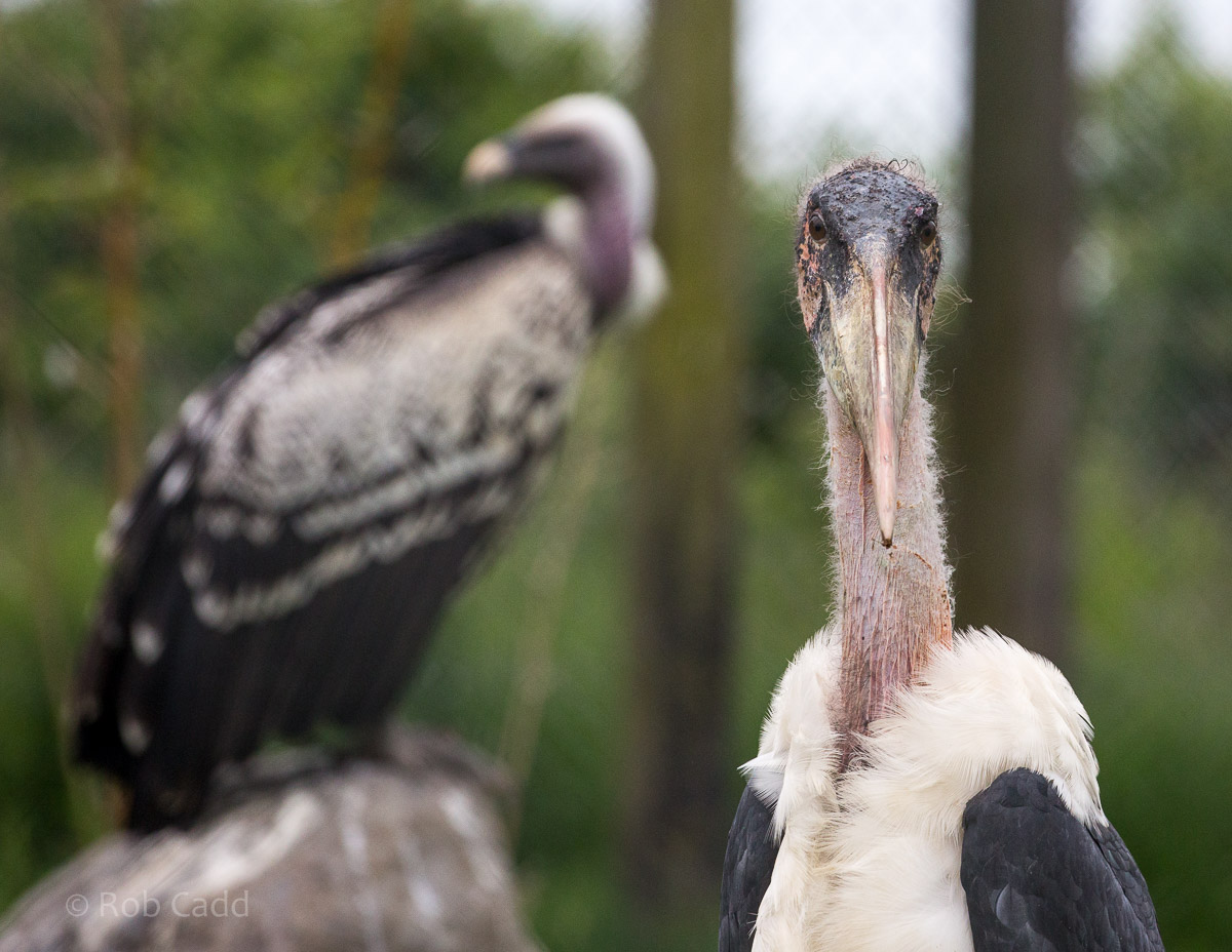 Marabou stork : Hamerton : 25 May 2015