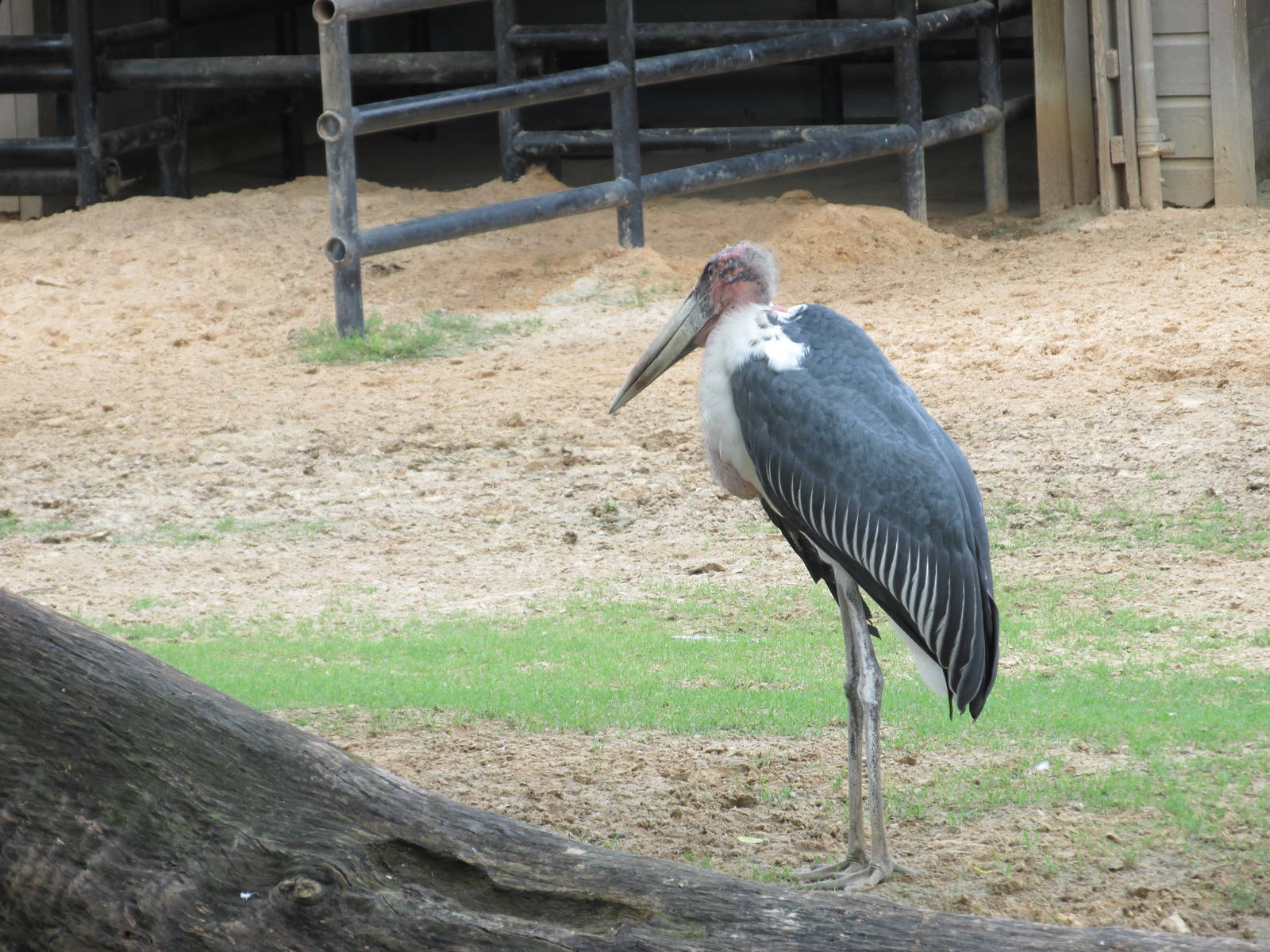 marabou stork houston zoo