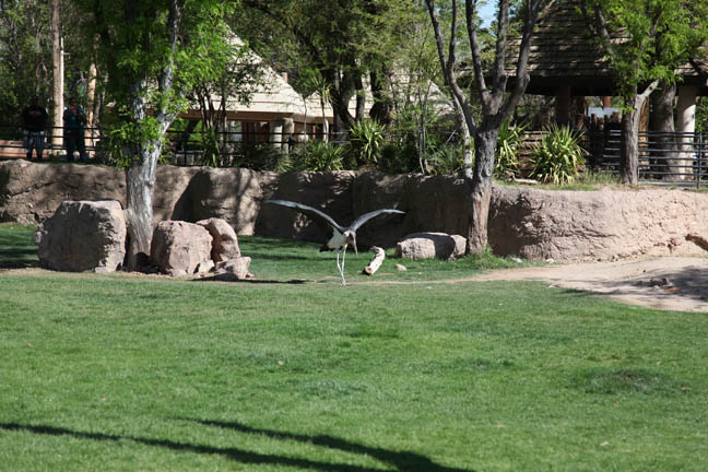 marabou stork in exhibit