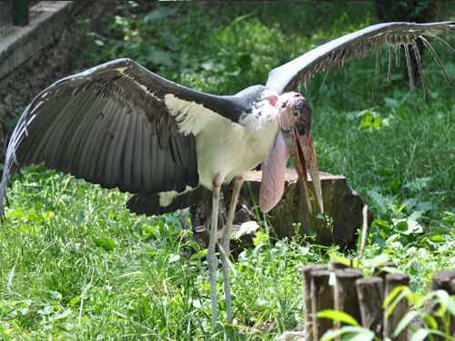 Marabou Stork in Kishinev Zoo