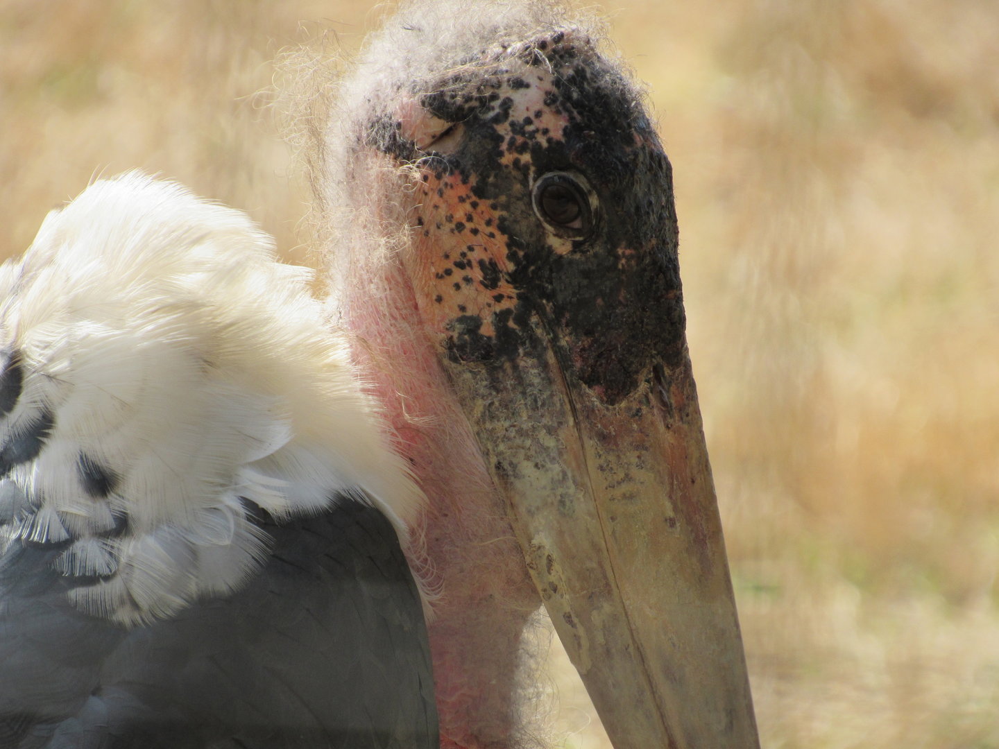 Marabou Stork in the Safari Park - 3/6/23
