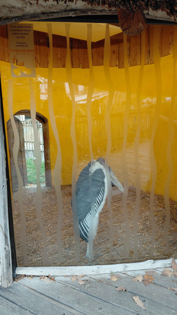 Marabou stork indoor exhibit