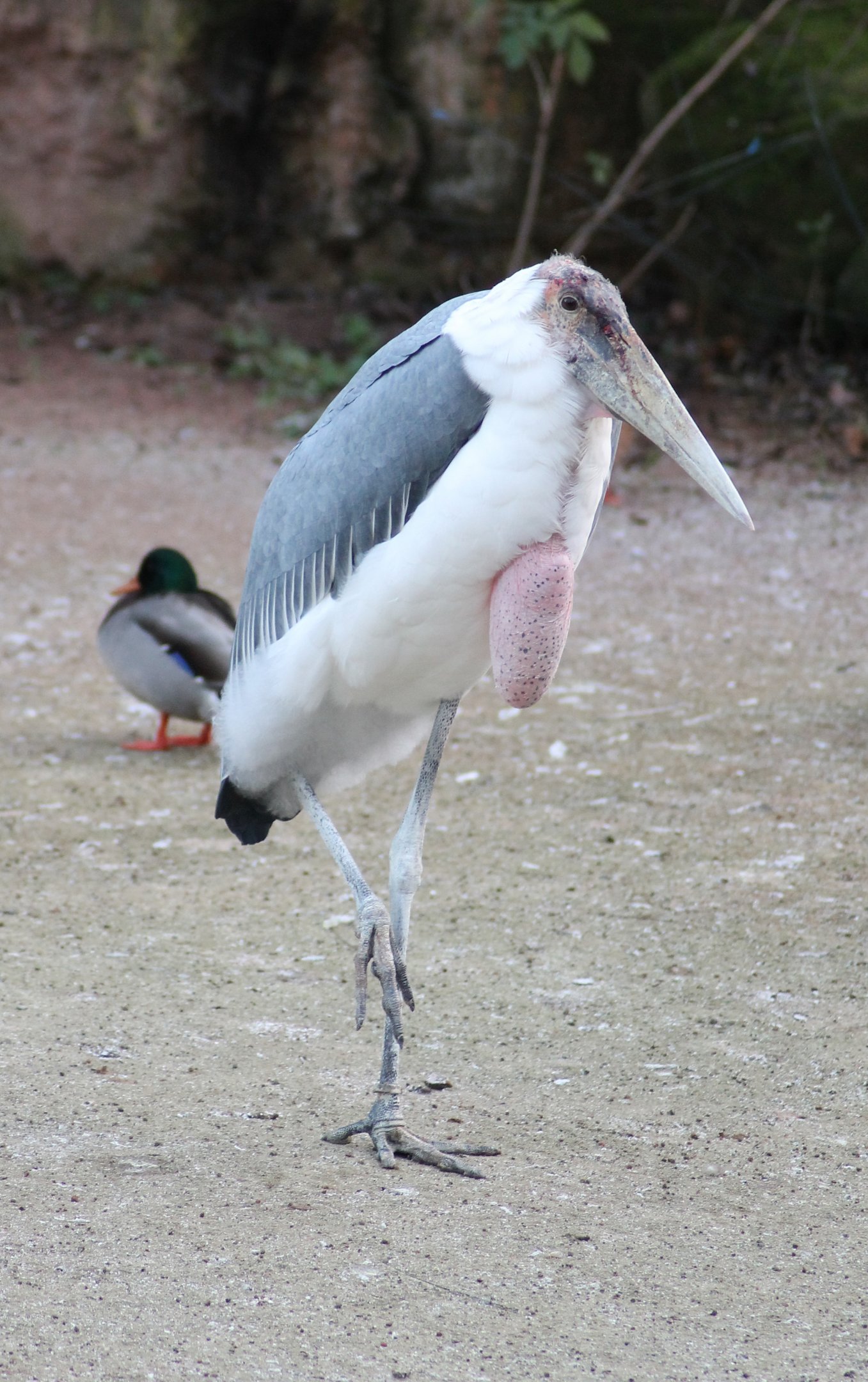 Marabou stork (Leptoptilos crumenifer) - "Afrika Sambesi"