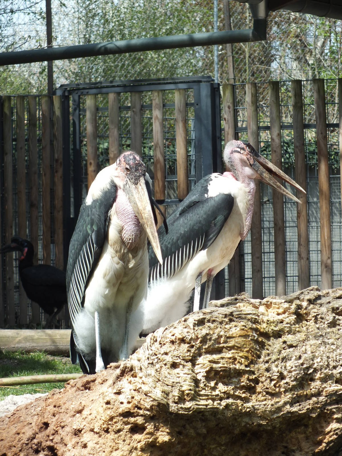 Marabou Stork (Leptoptilos crumenifer) at Wilhelma - April 10th 2015