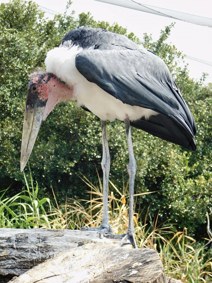 Marabou stork (Leptoptilos crumenifer) August 4, 2025