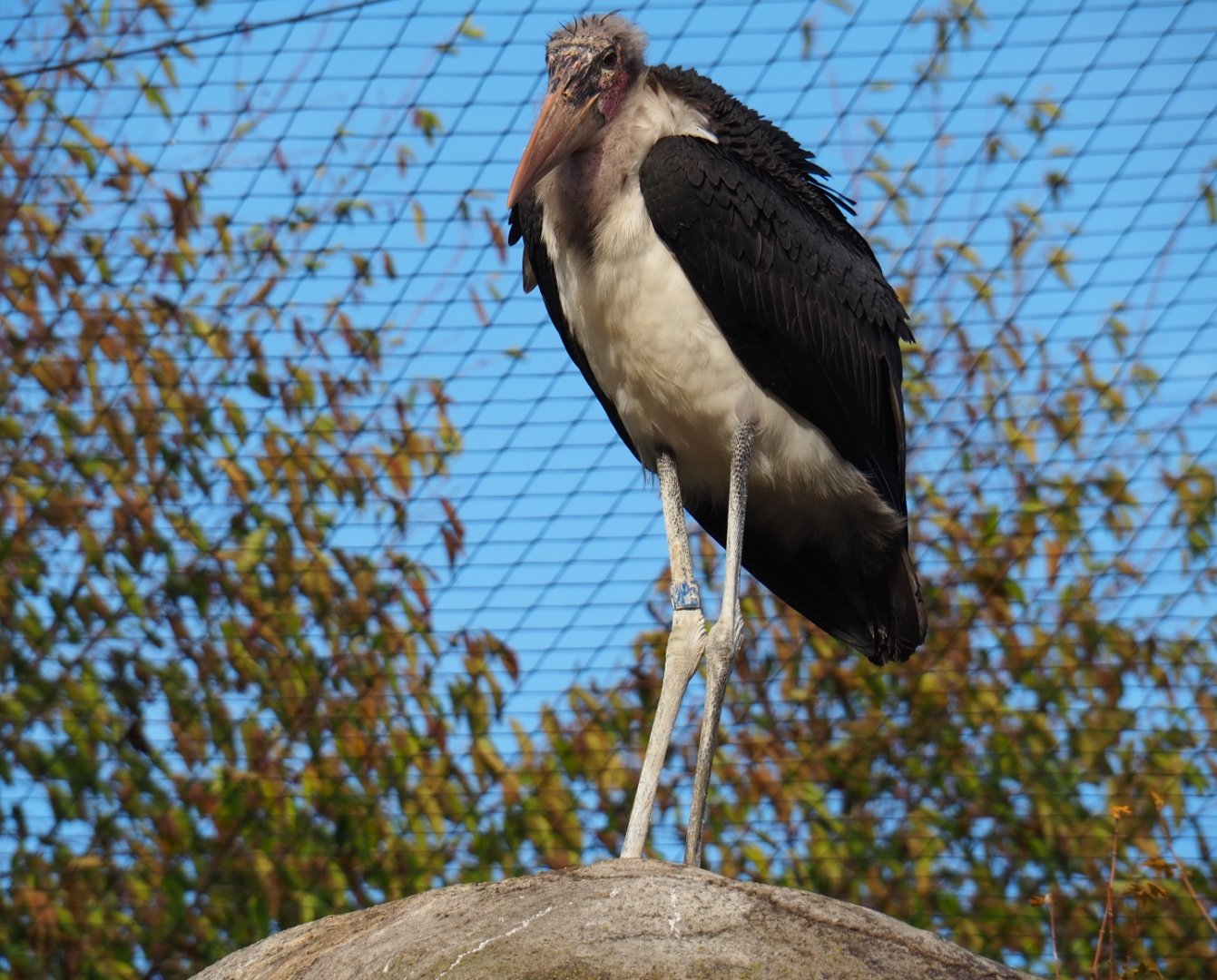 Marabou stork (Leptoptilos crumenifer), Nov 10th, 2018
