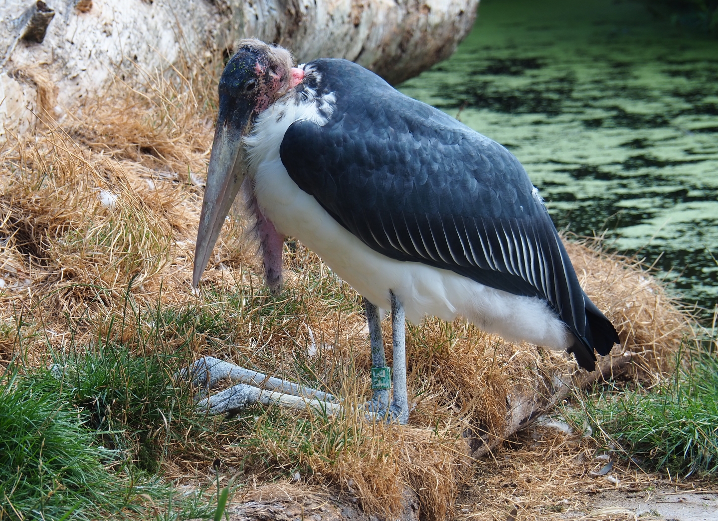 Marabou stork (Leptoptilos crumenifer) sitting