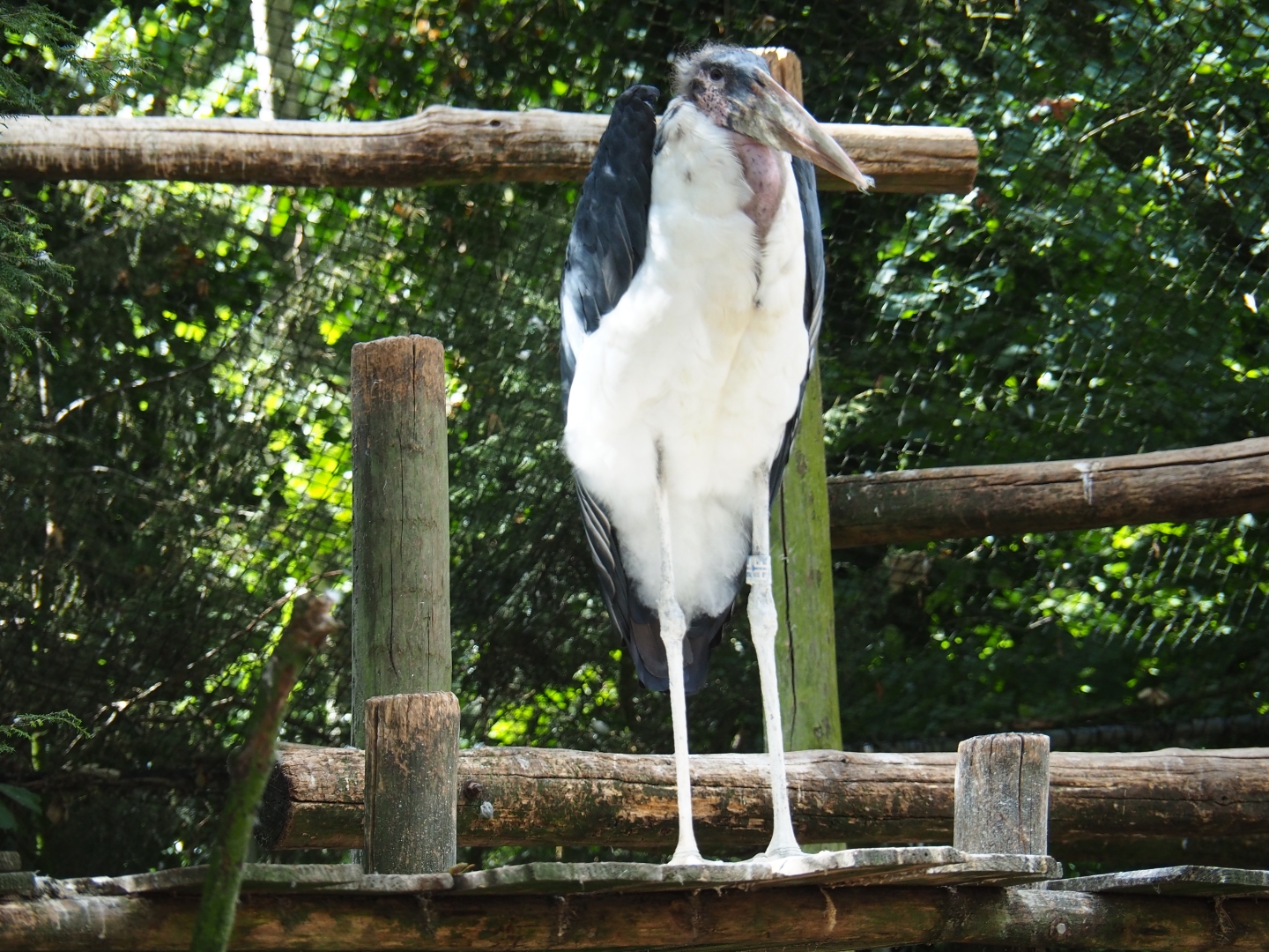 Marabou stork (Leptoptilos crumenifer)