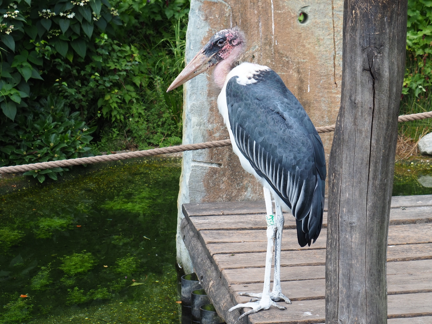 Marabou stork (Leptoptilos crumenifer)