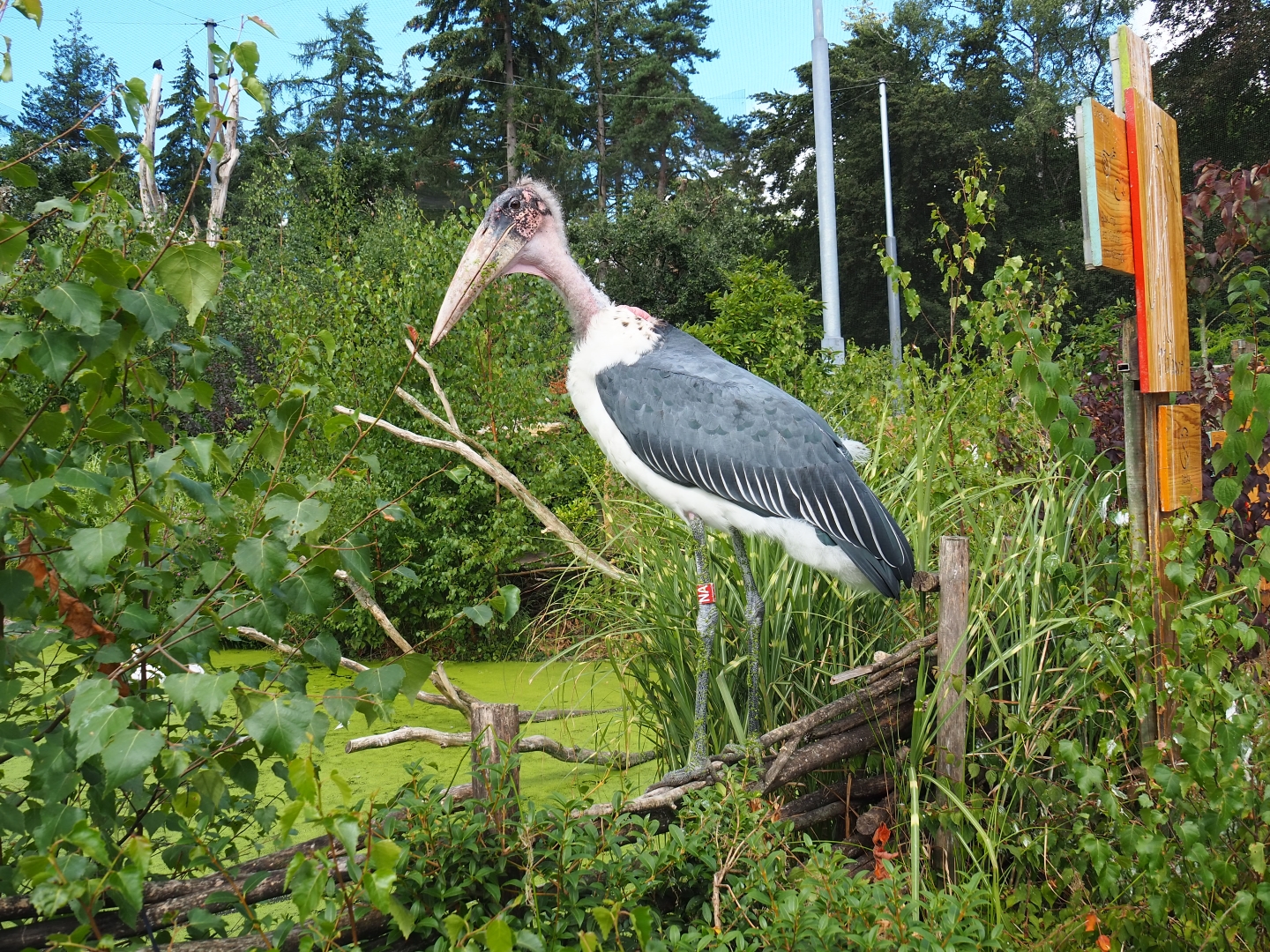 Marabou stork (Leptoptilos crumenifer)